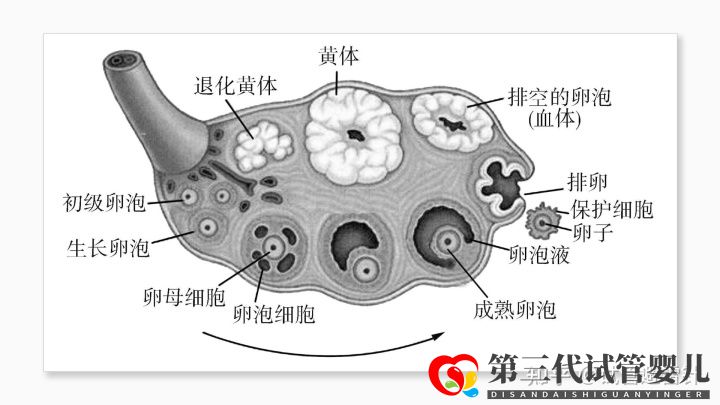 試管嬰兒費(fèi)用大約多少2022年——最全面的費(fèi)用詳解(...(圖4)