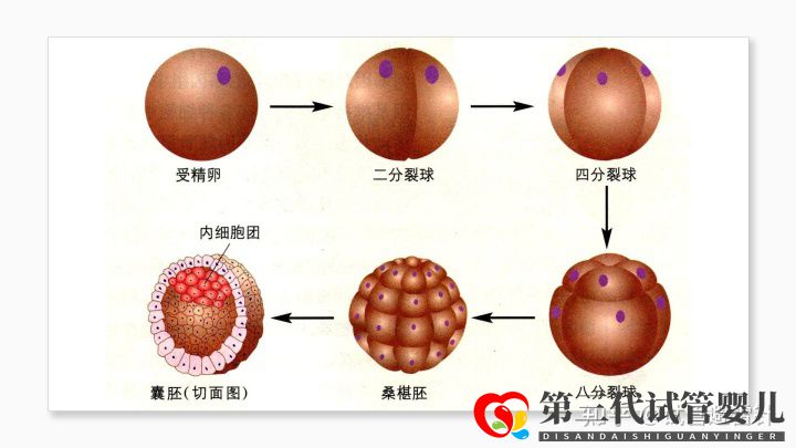 試管嬰兒費(fèi)用大約多少2022年——最全面的費(fèi)用詳解(...(圖6)